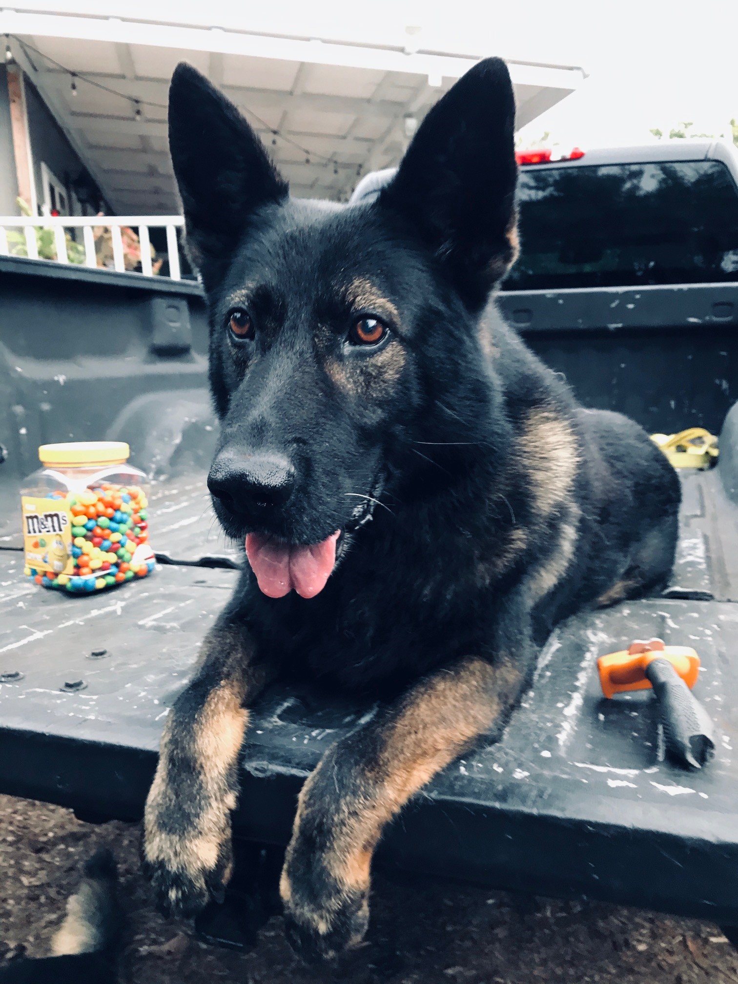 K9 Nero